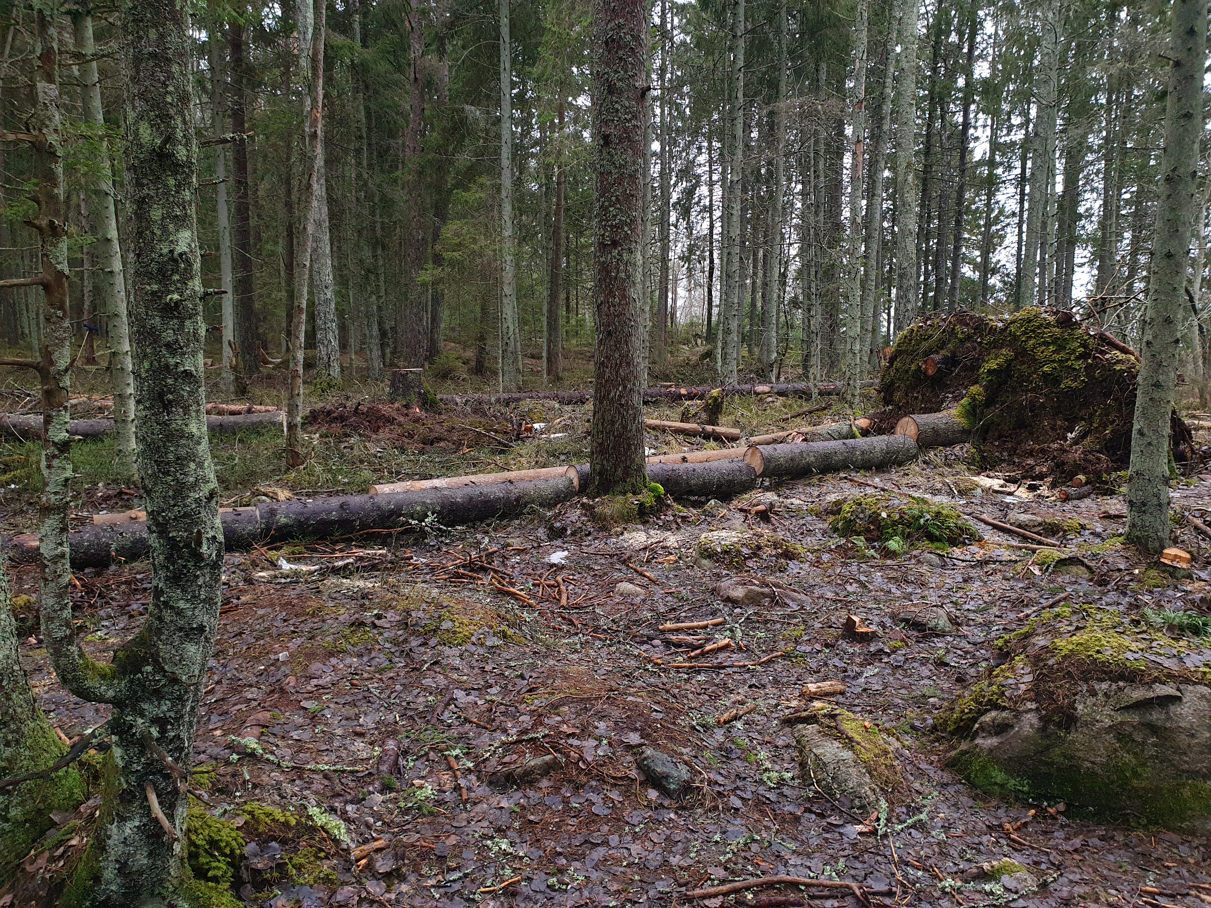 Tööd discgolfirajal