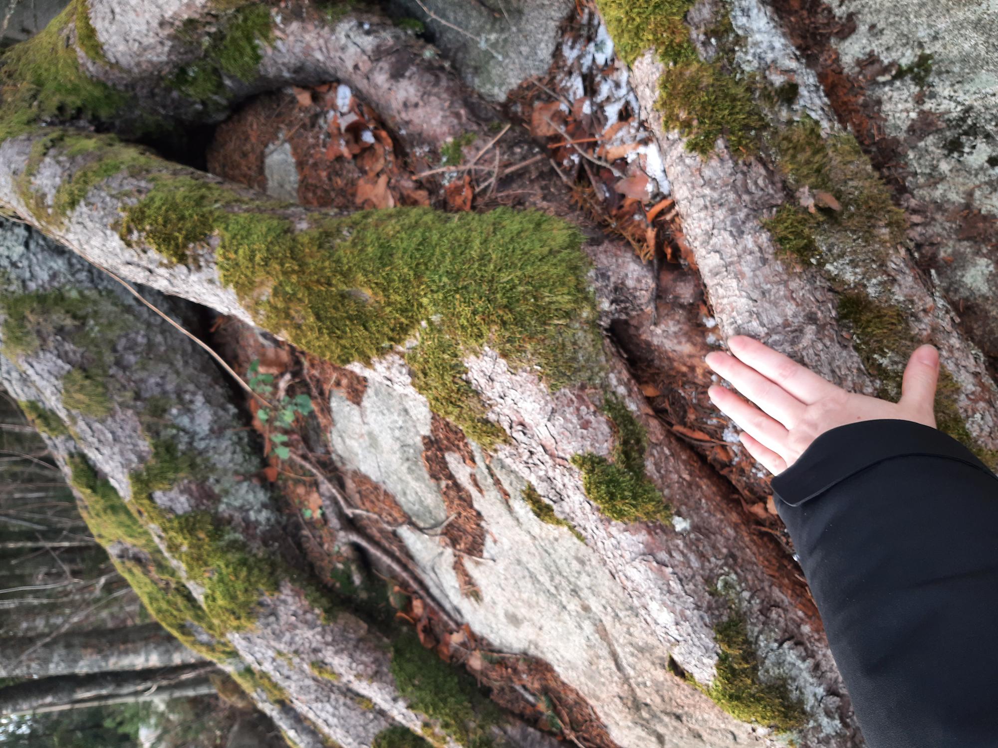 Käsi võrdluseks Pringi külas kasvava kuusega.
