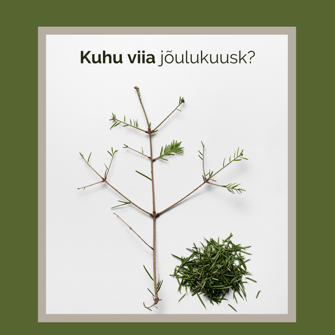 Kuhu viia jõulukuused?