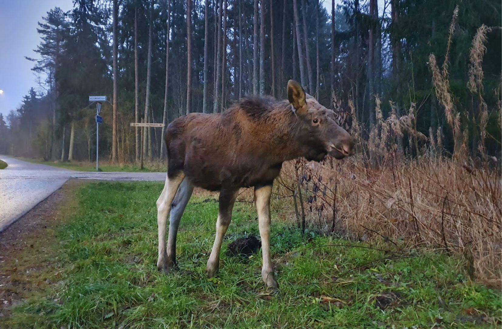 foto