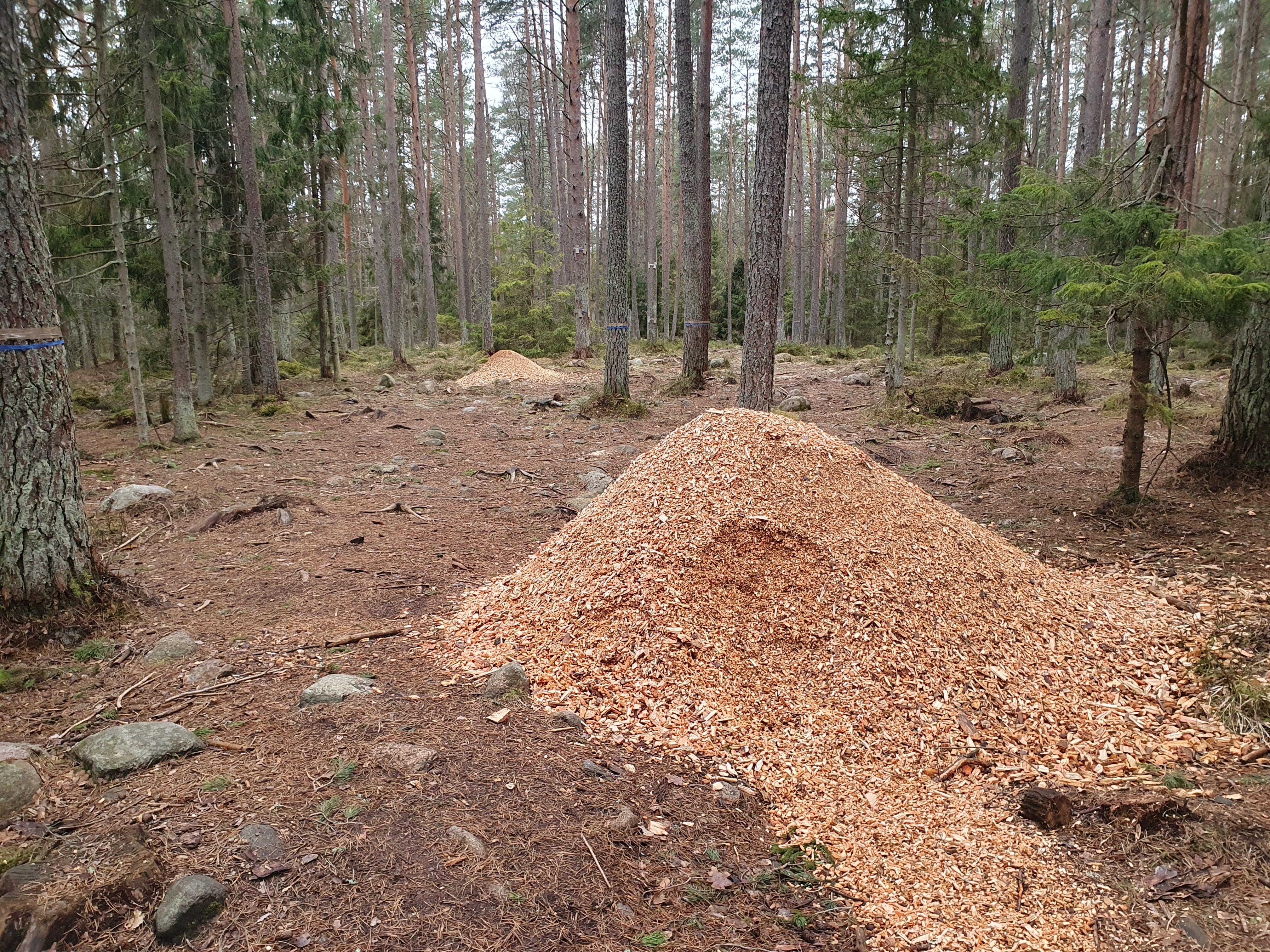 Tööd discgolfi rajal