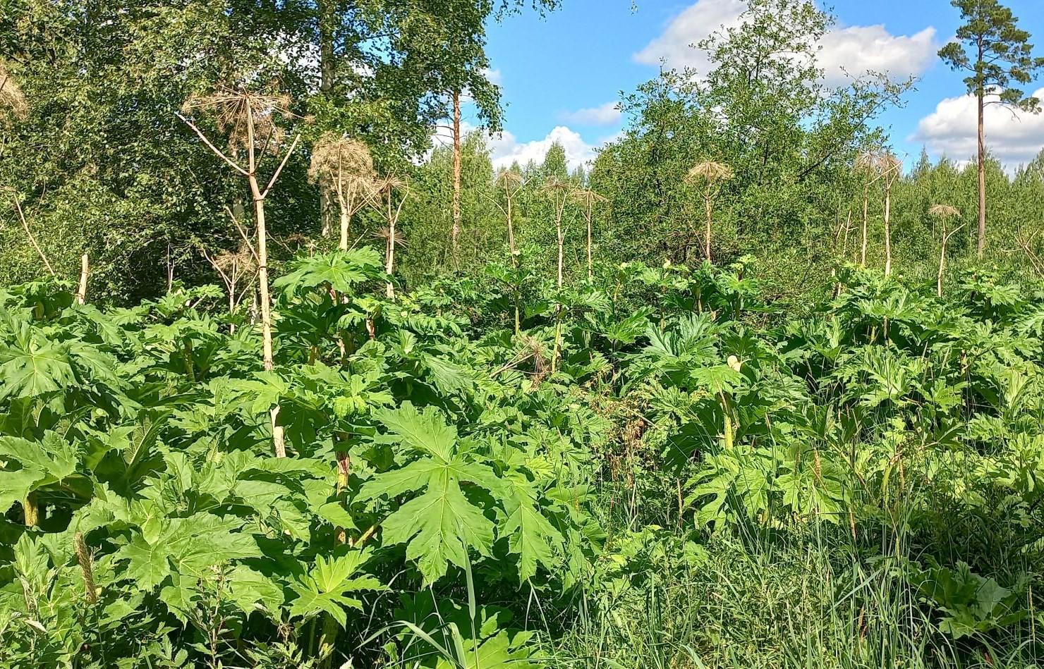 Karuputk