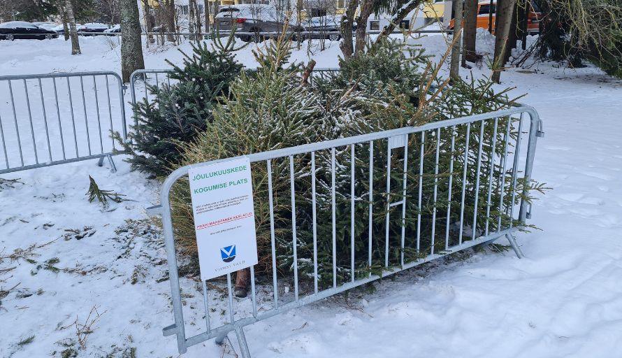 Vanad jõulupuud