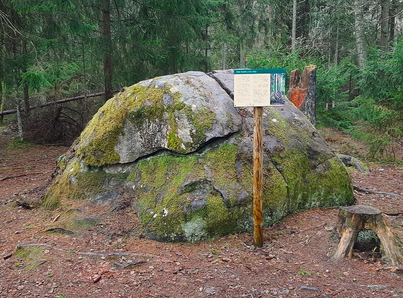 tädu kuusk