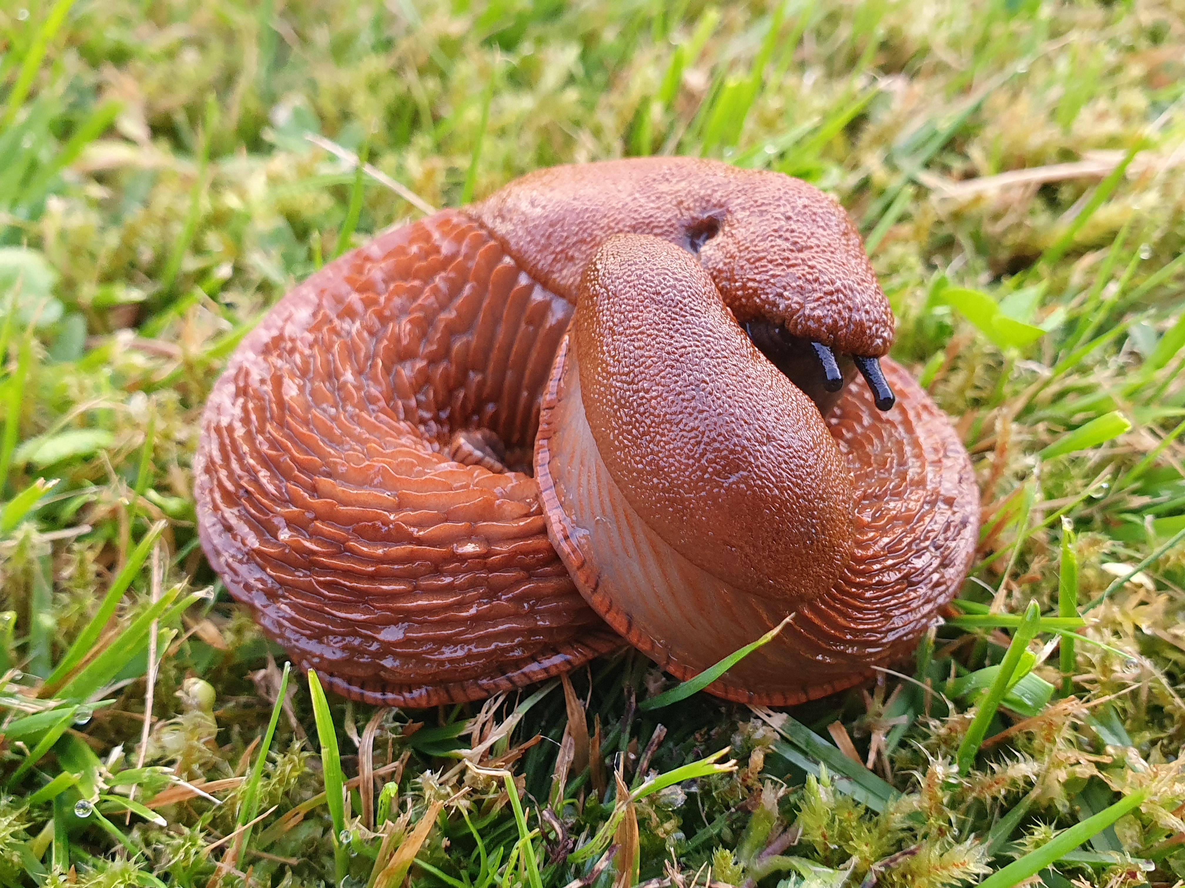 hispaania teetigu