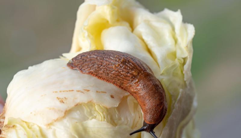 Hispaania teetigu, võõrnälkjas