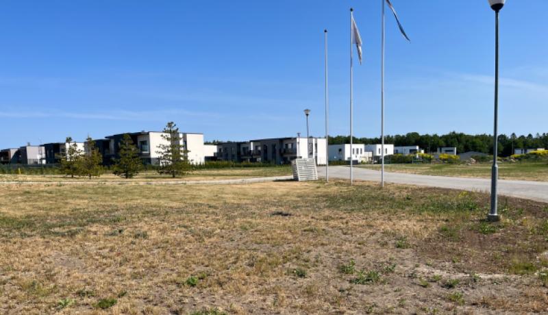 Põuakahjuga muruplats