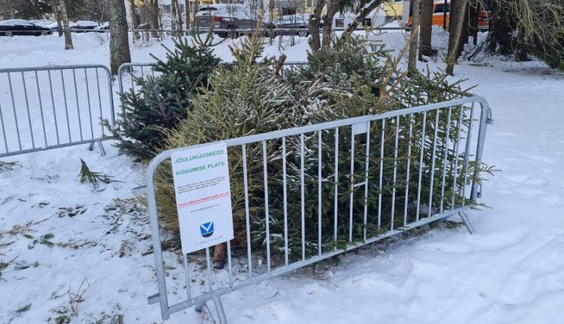 Vanad jõulupuud