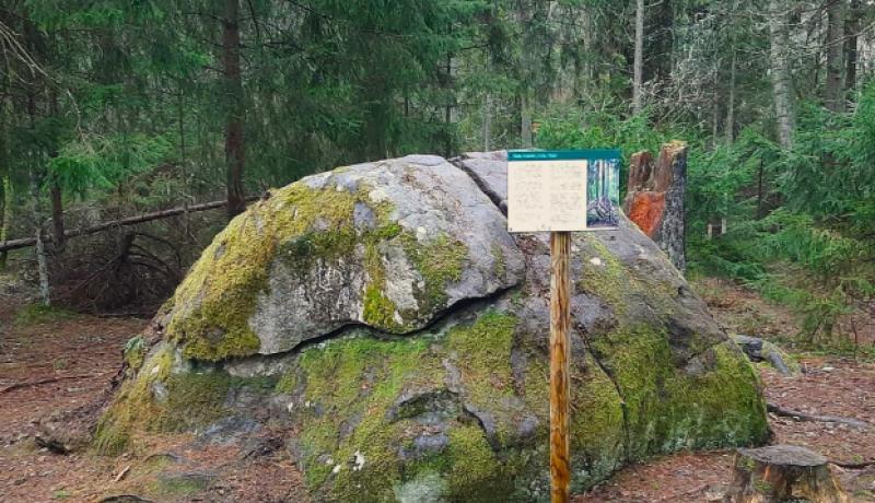 tädu kuusk